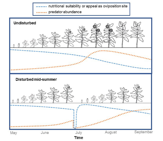Disturbance resets milkweed phenology, providing new stems in the vegetative stage for monarch oviposition while also reducing predator abundance. Here we show idealized curves representing changes in milkweed’s oviposition appeal and/or nutritional quality (blue) and in arthropod predator abundance (orange). In the plot representing undisturbed milkweeds (top) we show predator abundance peaking during the flowering stage because in recent work we found that predators were particularly dense on flowering stems.